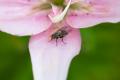 IMG_3955 fly on lily